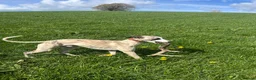 Whippet dogs for stud: Star faced Brindle available for Stud  - Advert 11