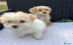 Mixed Breed dogs for sale: Jackapoo puppies - Image 12