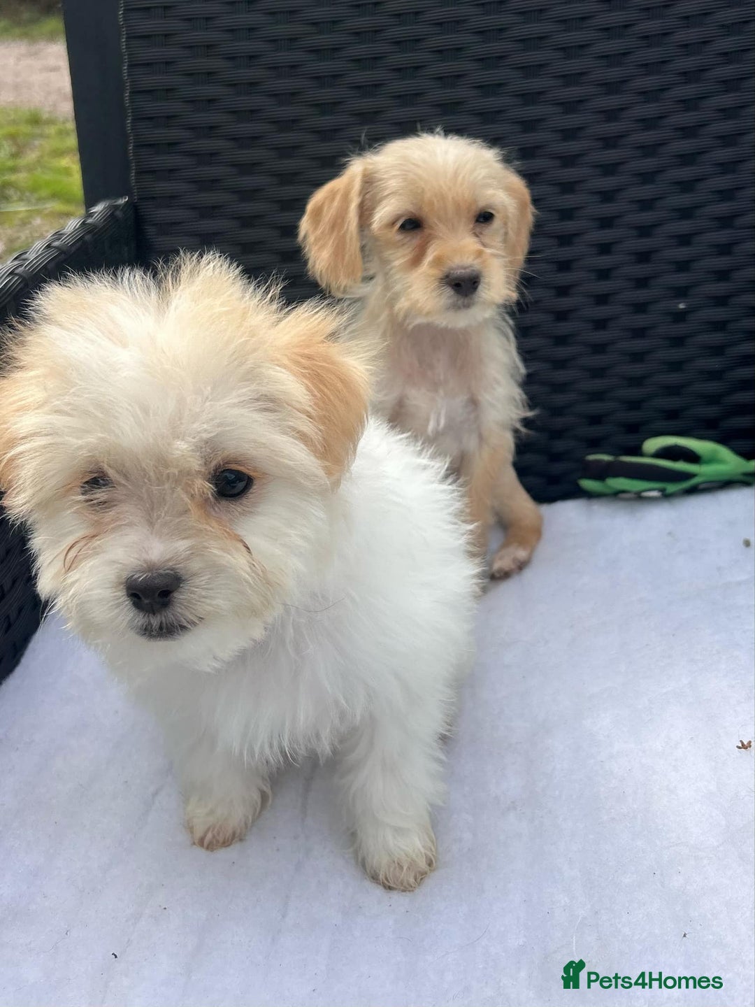 Mixed Breed dogs for sale: Jackapoo puppies - Image 12