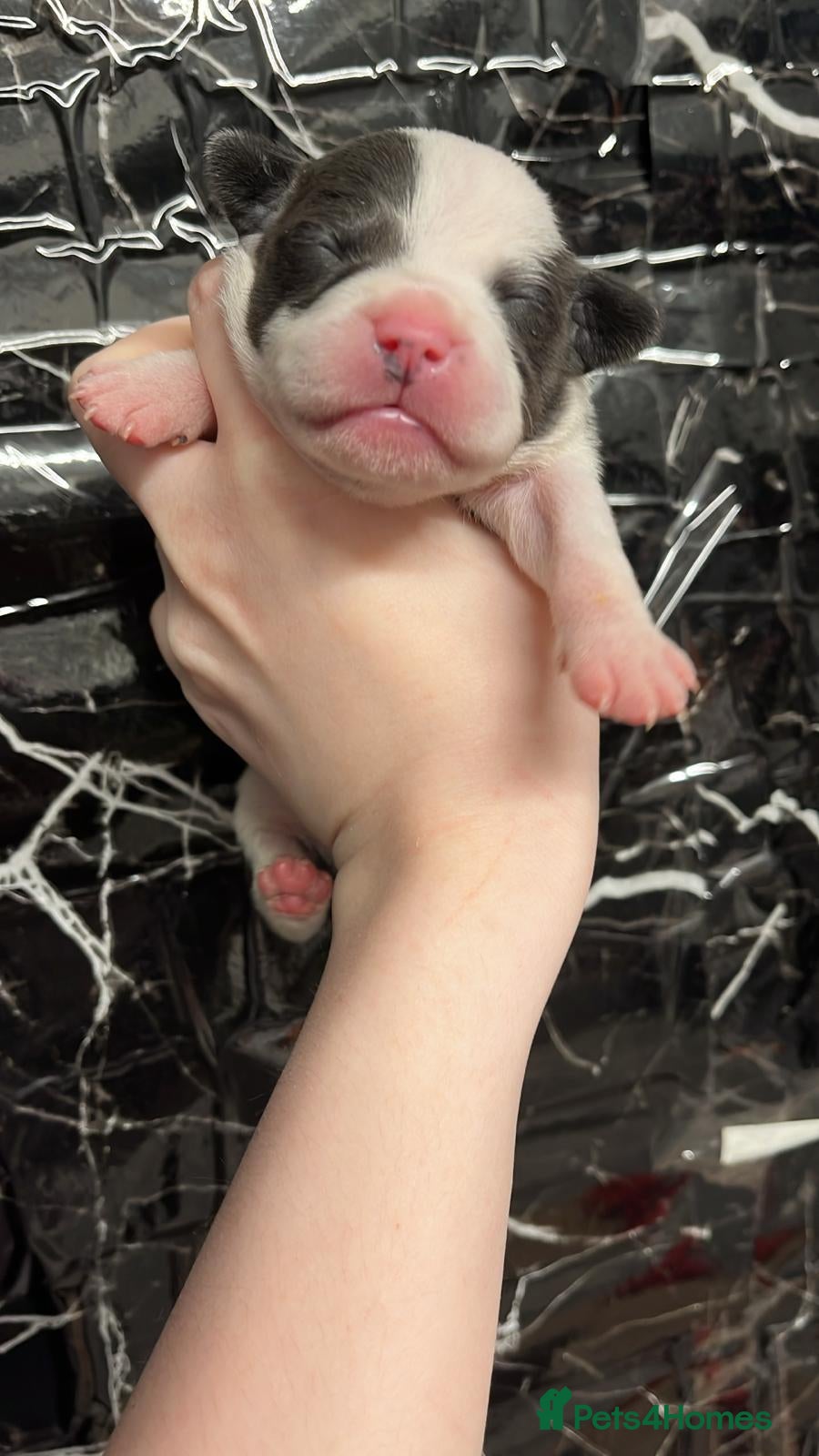 Staffordshire Bull Terrier dogs Blue Staffordshire bull terrier pups - Advert 10