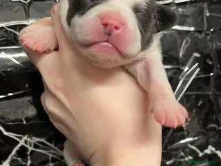 Staffordshire Bull Terrier dogs Blue Staffordshire bull terrier pups - Advert 12