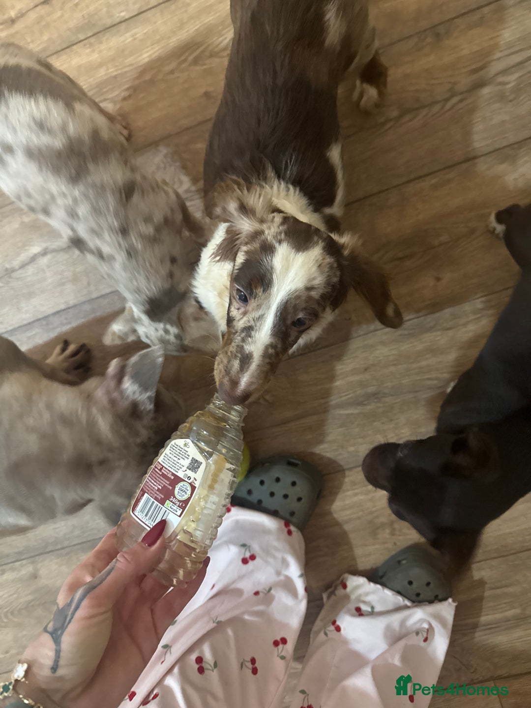 Miniature Dachshund dogs for sale: Puddles 7 month old miniature Dachshund Girl 💖 - Advert 4