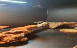 Dragon reptiles for sale: Bearded dragon and full setup - Advert 4
