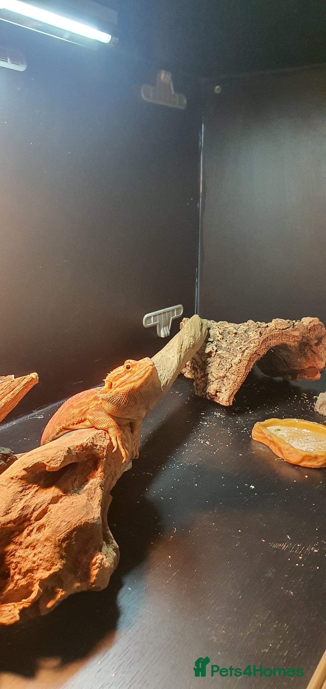 Dragon reptiles for sale: Bearded dragon and full setup - Advert 4