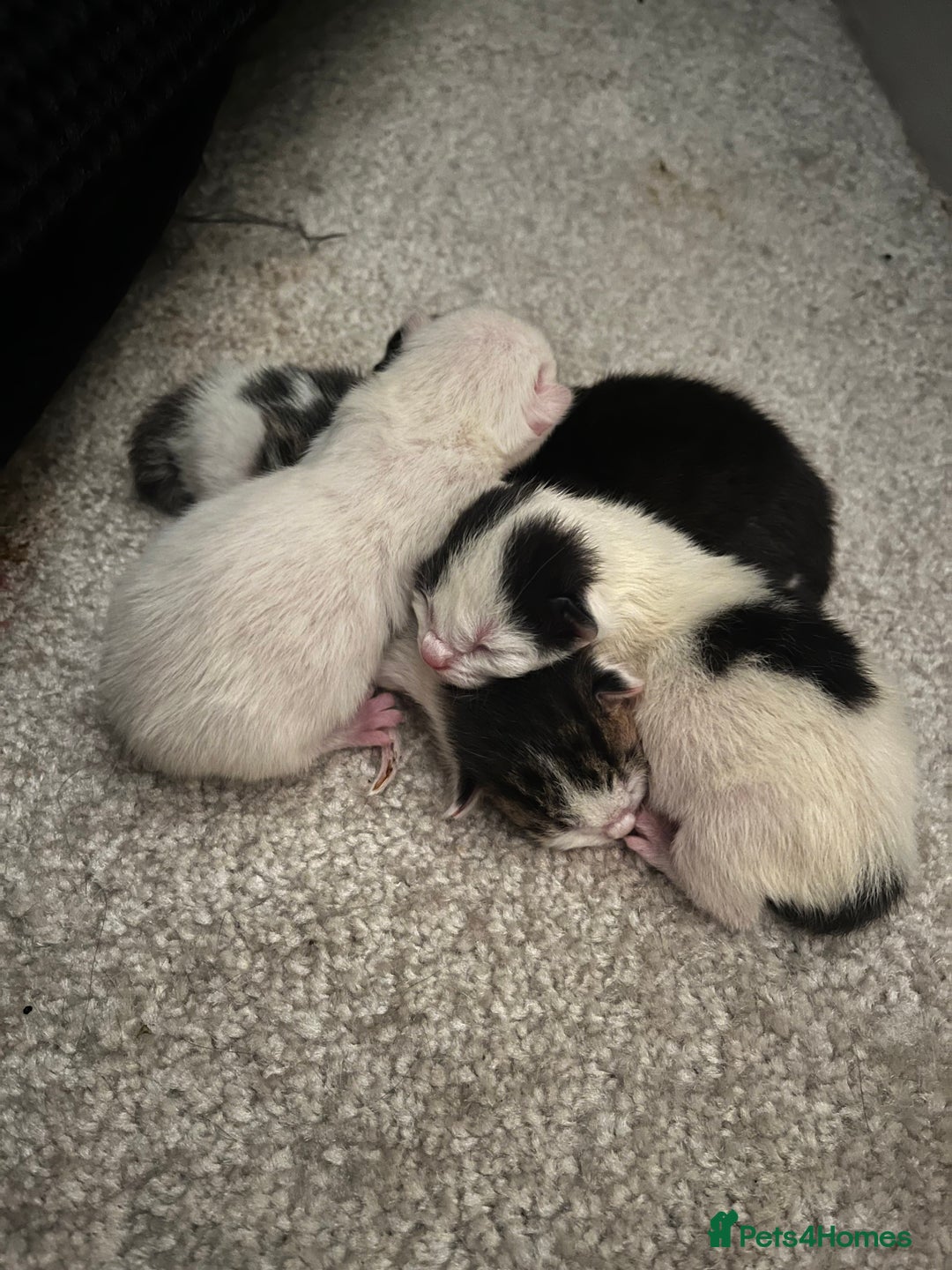 British Shorthair cats for sale: 4 stunning kittens for sale  - Image 1