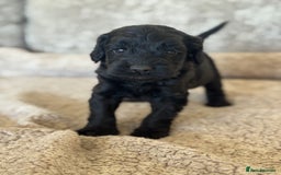 Cockapoo dogs for sale: BEAUTIFUL MERLE COCKER POO PUPPIES, HEALTH TESTED - Image 21