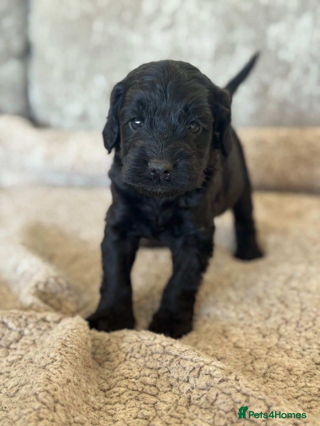 Cockapoo dogs for sale: BEAUTIFUL MERLE COCKER POO PUPPIES, HEALTH TESTED - Image 21