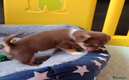 Chihuahua dogs for sale: Chihuhua pups - Image 17