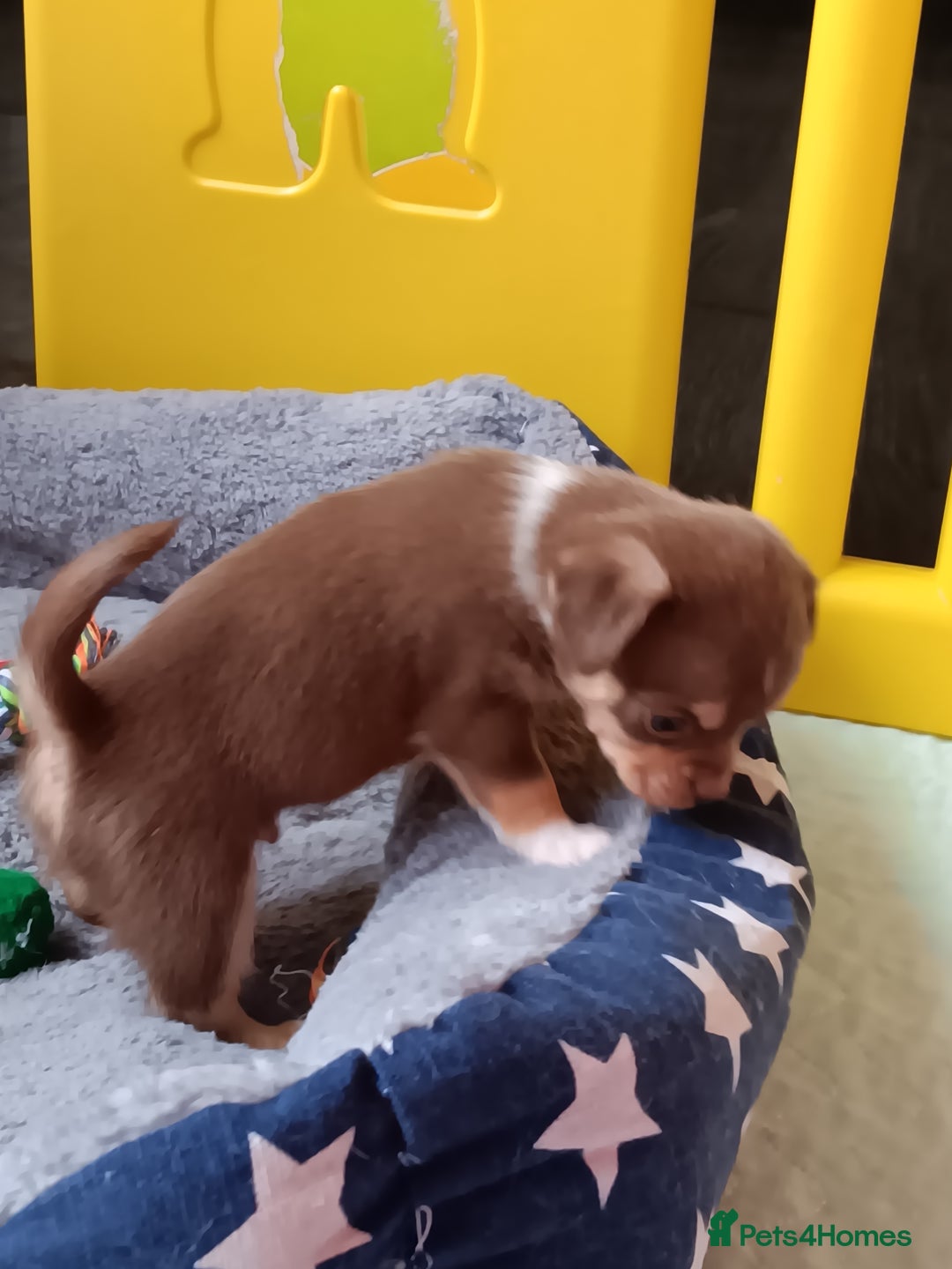 Chihuahua dogs for sale: Chihuhua pups - Image 17
