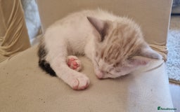 Bengal cats for sale: 4 bengal cross tabby kittens  - Image 11