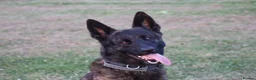 Belgian Shepherd Dog dogs for sale: DH male  - Advert 18