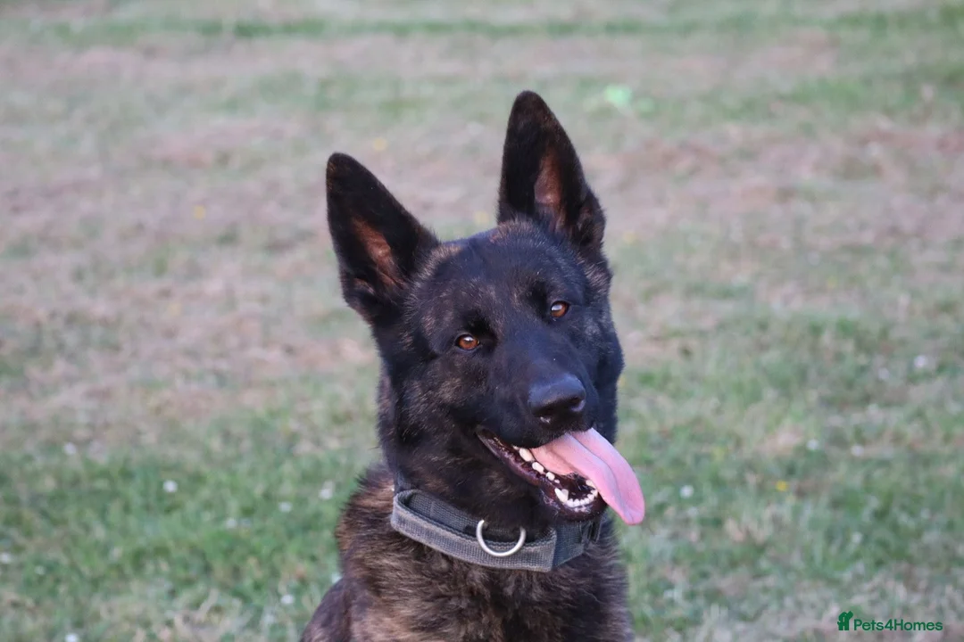 Belgian Shepherd Dog dogs for sale: DH male  - Advert 18