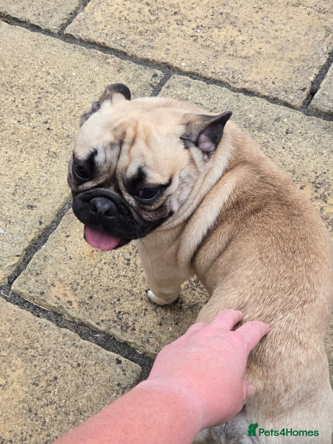 French Bulldog dogs for sale: ❤️Breeding pair of lovely Frenchies❤️ - Image 6
