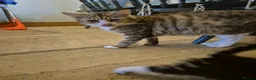 Mixed Breed cats for sale: Kittens Looking for Family Homes  - Advert 9