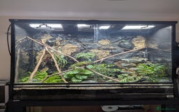Chameleon reptiles for sale: Large betta terra terrarium with veiled chameleon  - Image 2