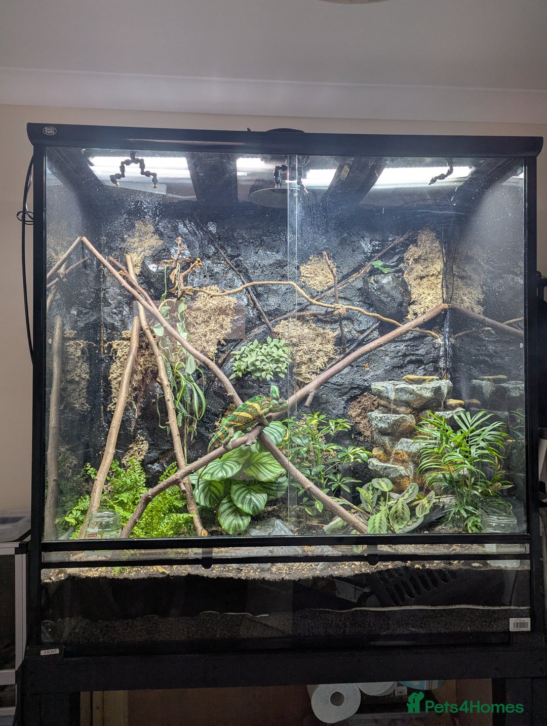 Chameleon reptiles for sale: Large betta terra terrarium with veiled chameleon  - Image 2