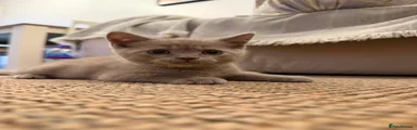 British Shorthair 2