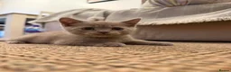 British Shorthair cats for sale: British Shorthair × Scottish Fold Mix Kittens - Advert 20