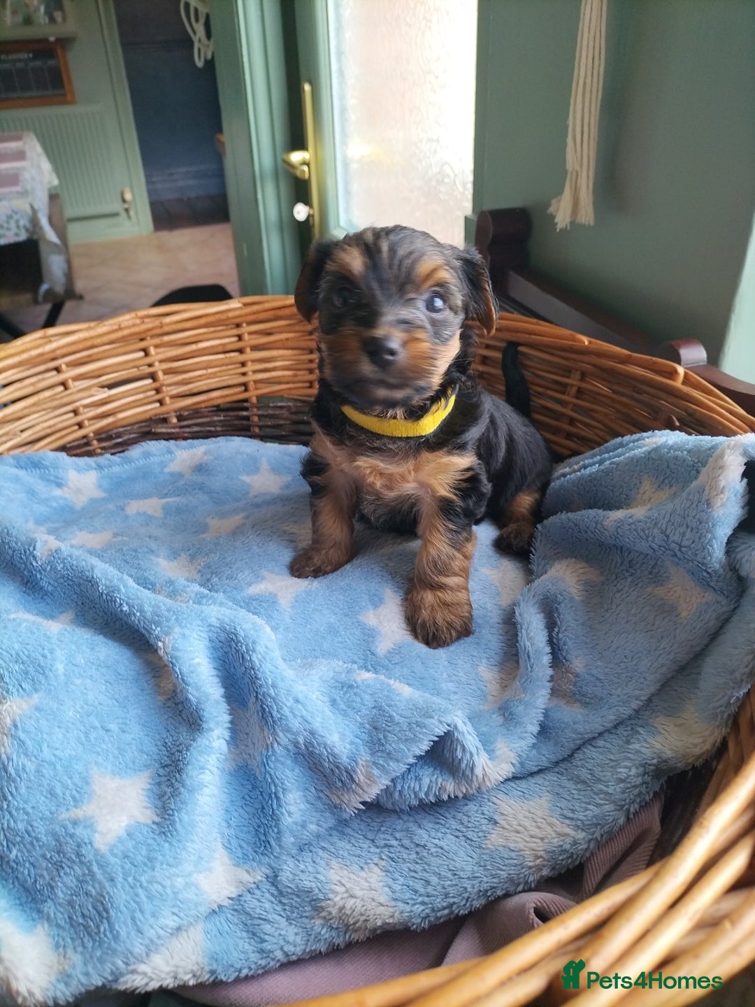 Yorkshire Terrier dogs for sale: Yorkshire terrier pups for sale - Image 5