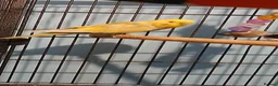 Budgerigars birds for sale: budgie looking for an experienced home  - Advert 4