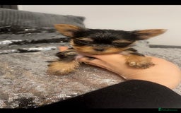Yorkshire Terrier dogs for sale: 2 boys ready to go  - Image 5