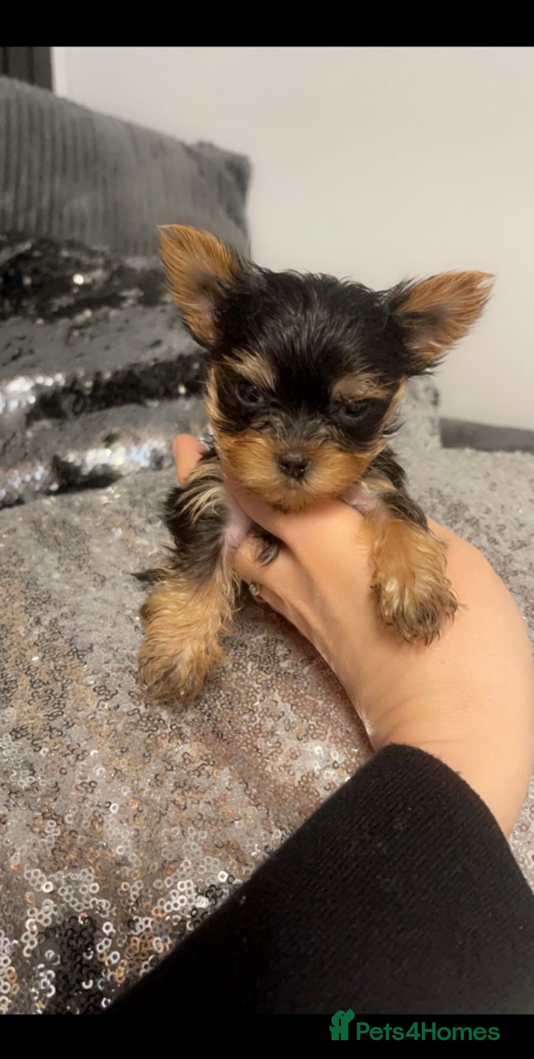 Yorkshire Terrier dogs for sale: 2 boys ready to go  - Image 5