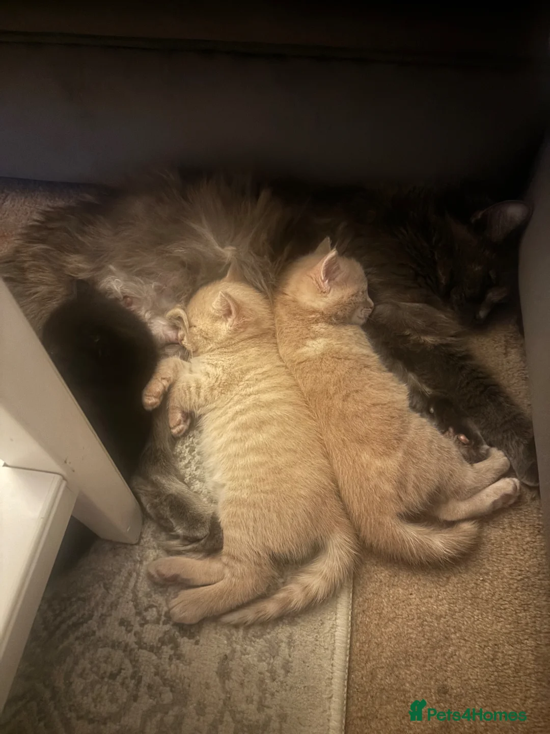 Mixed Breed cats for sale: 9 week Old cream/ginger Kitten - Advert 3