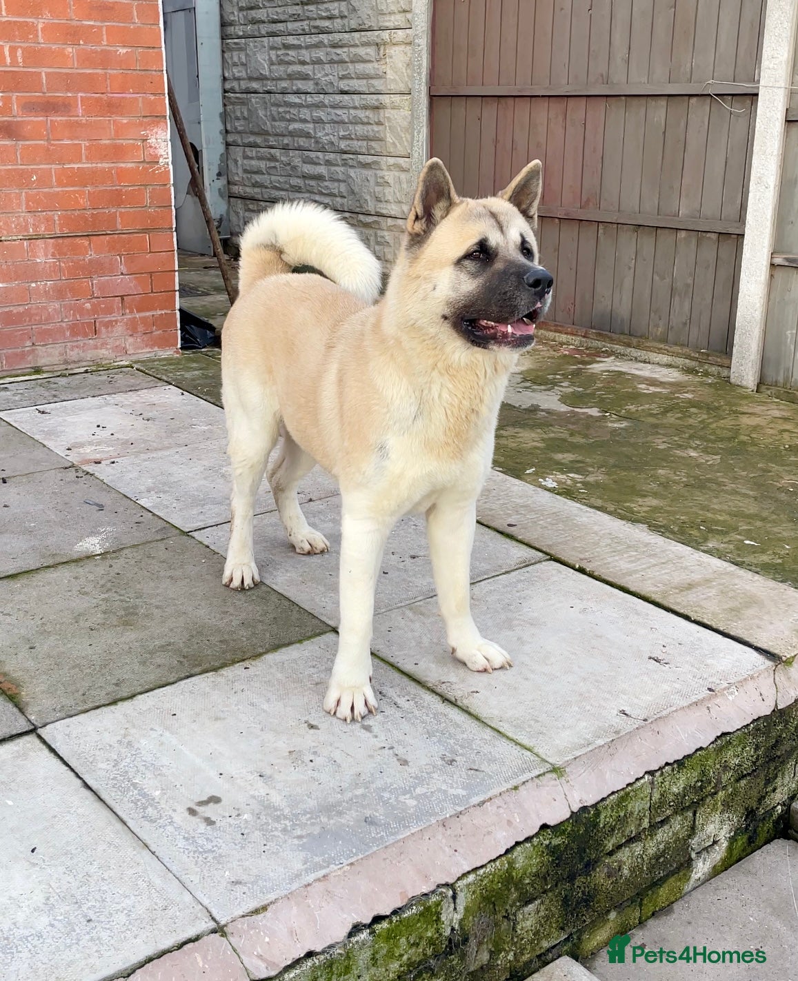 Akita dogs Proven Akita Stud Available  - Advert 1
