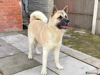 Akita dogs Proven Akita Stud Available - Advert 1