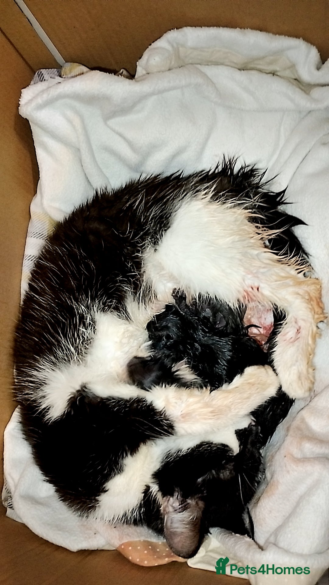 Mixed Breed cats for sale: Beautiful mixed litter for reservation  - Advert 4