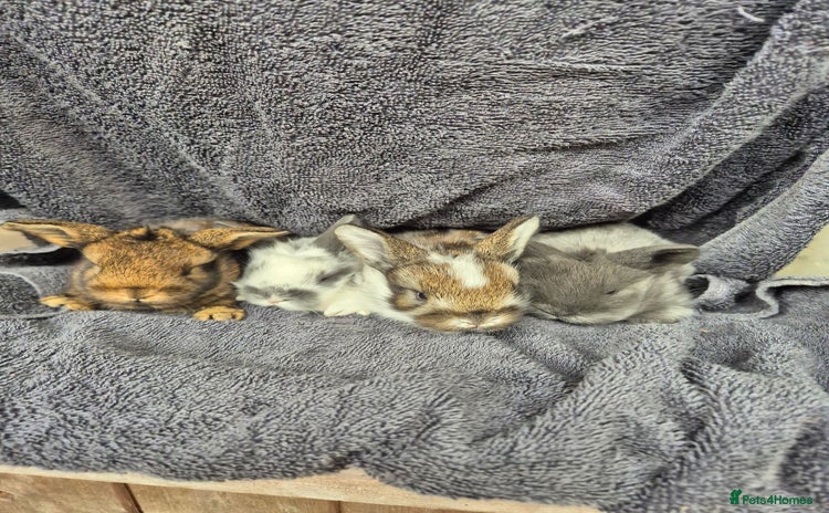 Mini Lion Lop rabbits - Advert 1