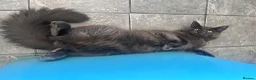 Maine Coon cats for sale: 6 month old grey Maine coon  - Advert 2