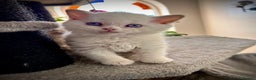 Selkirk Rex cats for sale: SELKIRK REX KITTENS  😻 - Advert 14