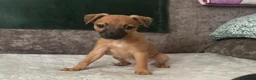 Whippet dogs for sale: Whippet pups - Advert 5