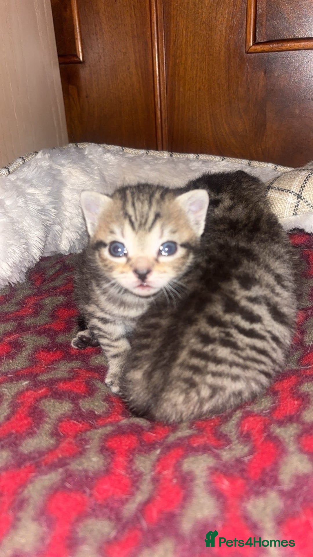 British Shorthair cats for sale: Playful kittens 🐱 - Advert 5