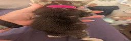 Mixed Breed cats for sale: 4 female kittens  - Advert 3