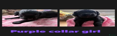 Cockapoo 6
