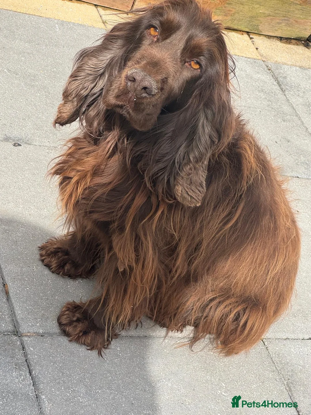 Cocker Spaniel dogs for sale: chocolate brown cocker spaniel - Advert 1