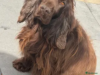 Cocker Spaniel dogs chocolate brown cocker spaniel - Advert 17