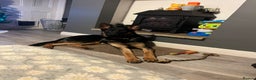 German Shepherd dogs for sale: German sherpard male puppy  - Advert 3