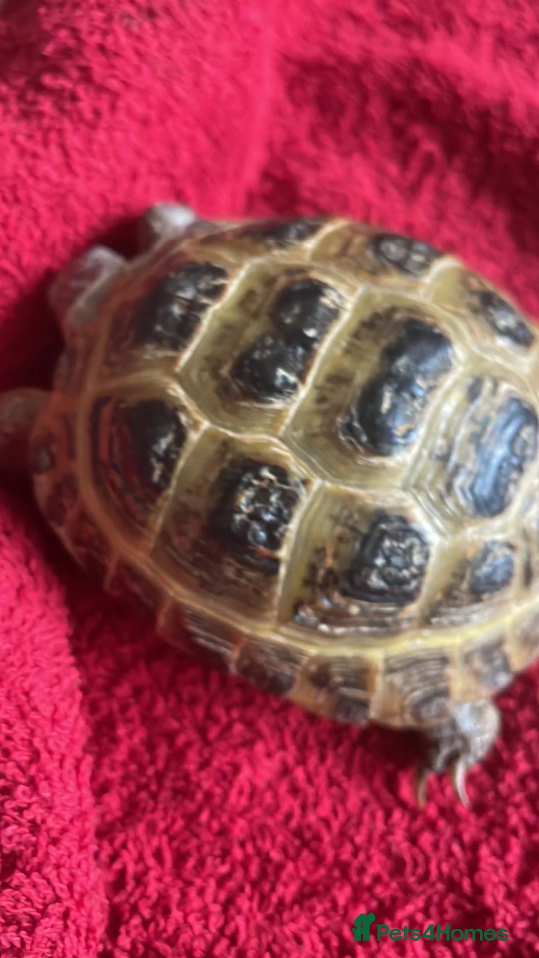 Tortoise reptiles for sale: Lucky the tortoise  in London - Advert 3