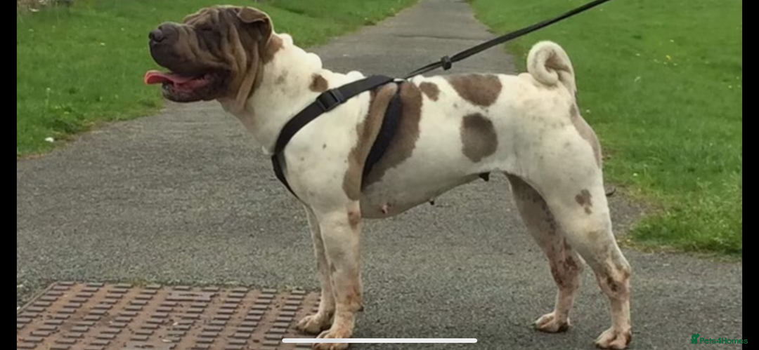 Shar Pei dogs for sale: FREE Male Shar Pei  - Image 2