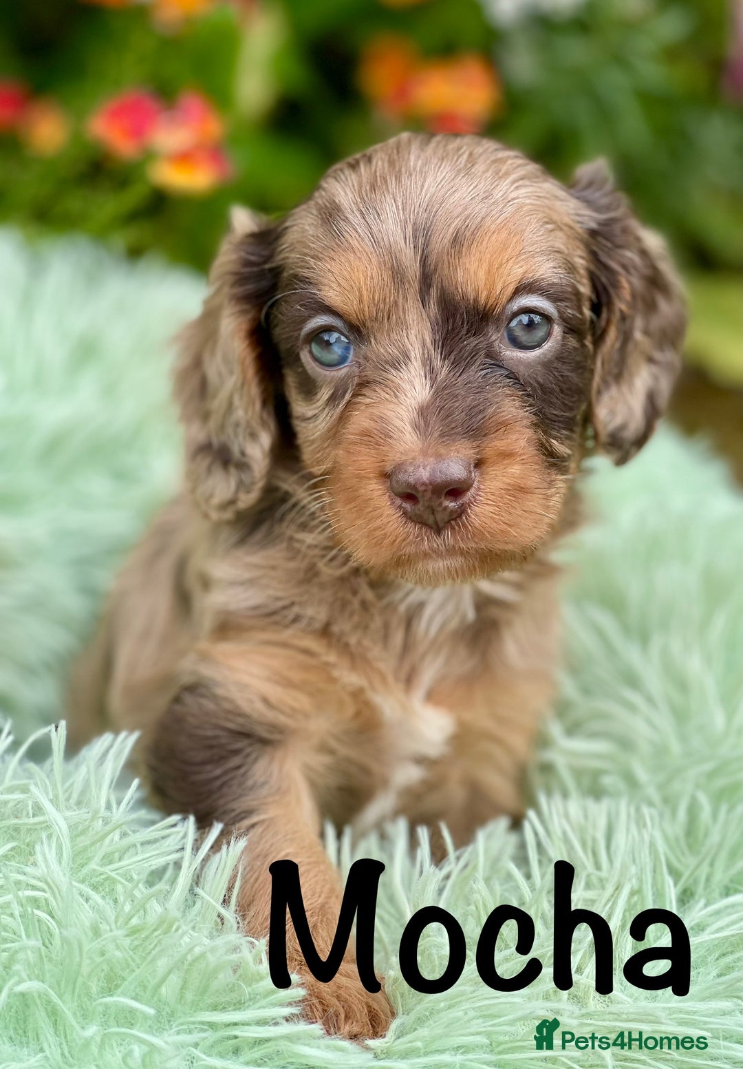Cavapoo dogs for sale: Stunning Cavapoo babies  - Image 6
