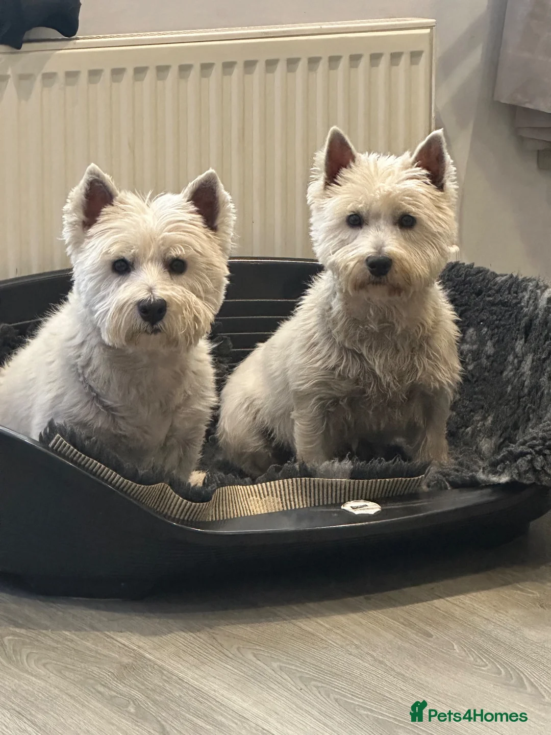 West Highland Terrier dogs for sale: Beautiful otter of 9 Westie puppies  - Advert 1