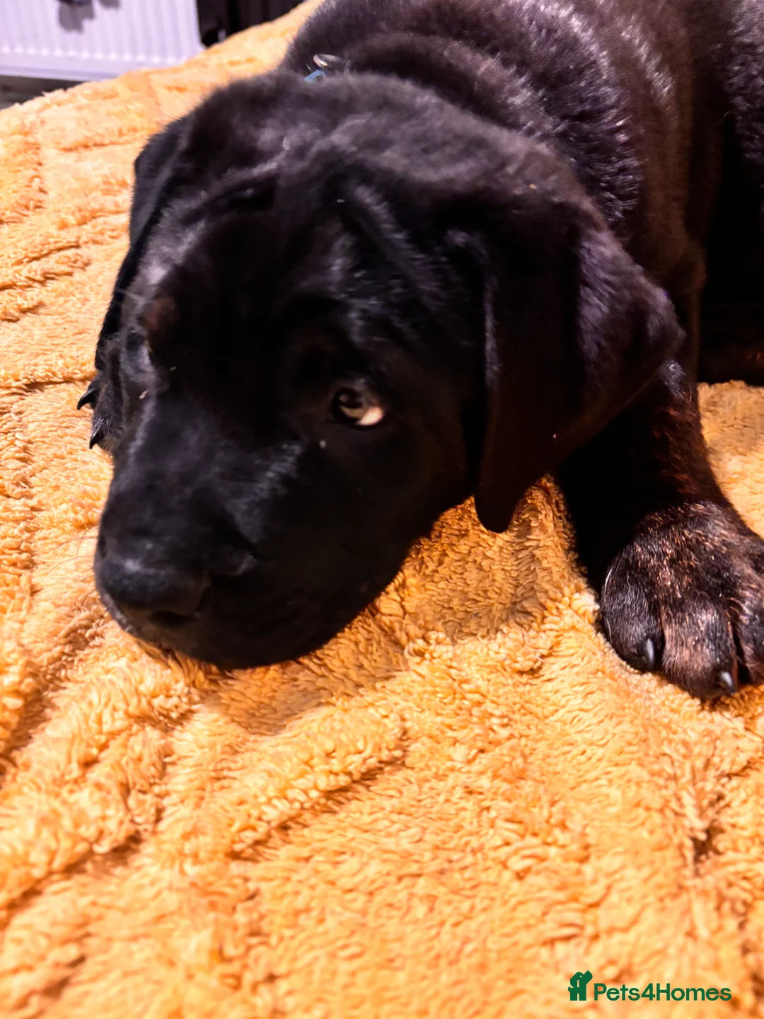 Mixed Breed dogs for sale: Rottweiler cross mixed breed - Advert 9