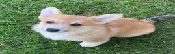Welsh Corgi Pembroke dogs for sale: 7 Beauitful Corgi Puppies - Advert 4