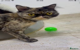 Mixed Breed cats for adoption: ELLIE -IS SHE NOT AMAZING LOOKING PERSIAN KITTEN?? - Image 6