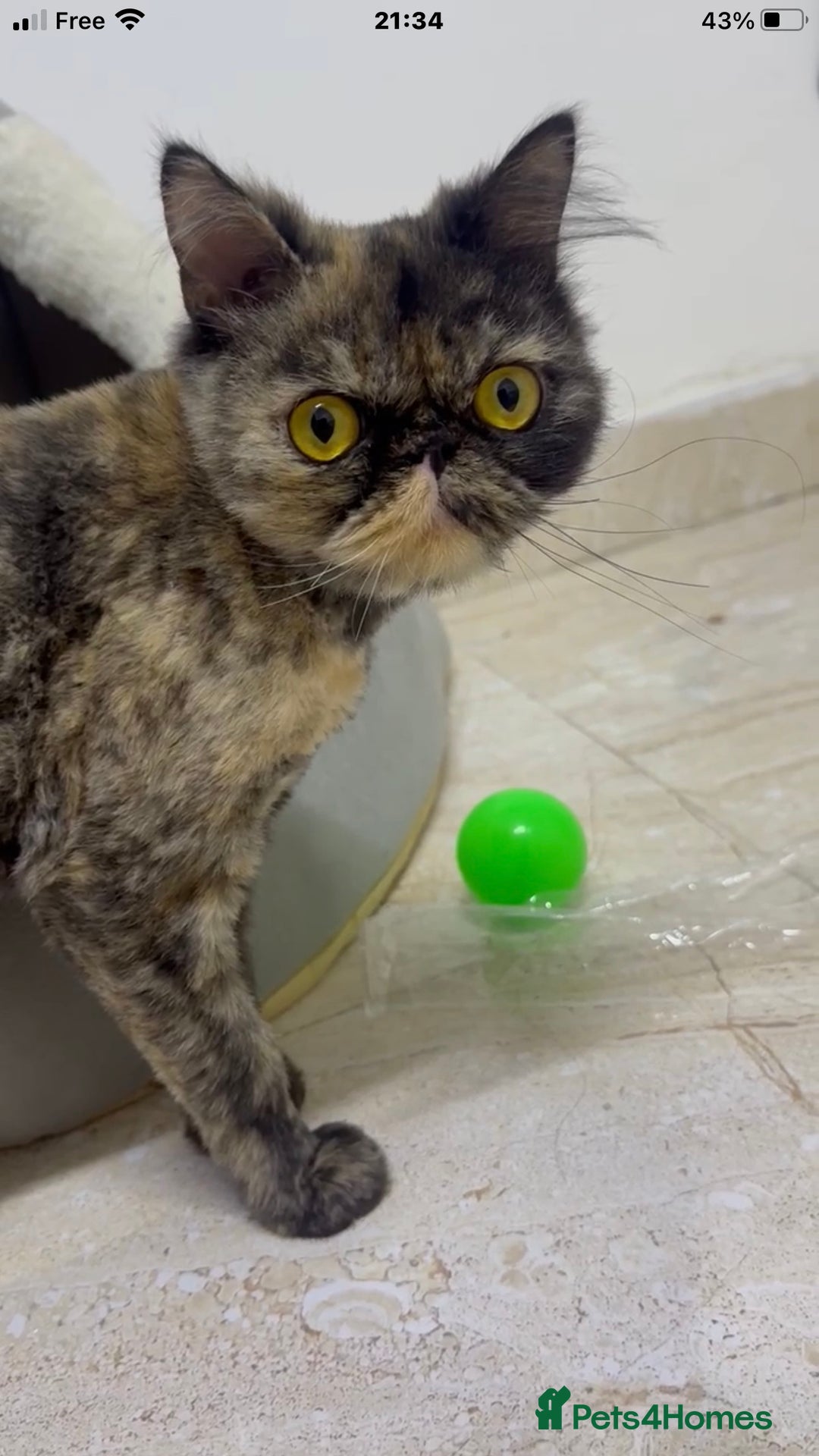 Mixed Breed cats for adoption: ELLIE -IS SHE NOT AMAZING LOOKING PERSIAN KITTEN?? - Image 6