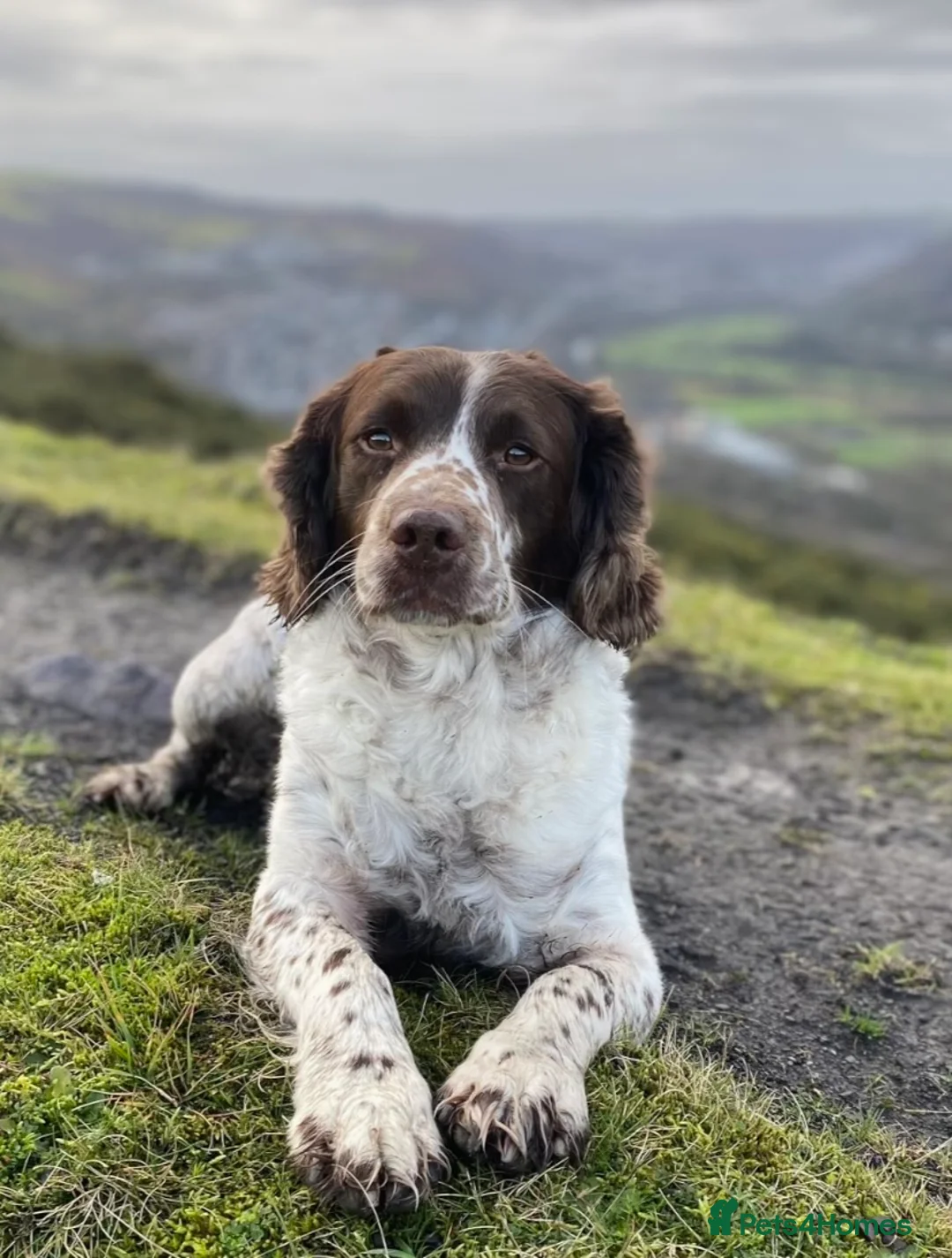 English Springer Spaniel dogs for stud:  FOR STUD - Advert 5
