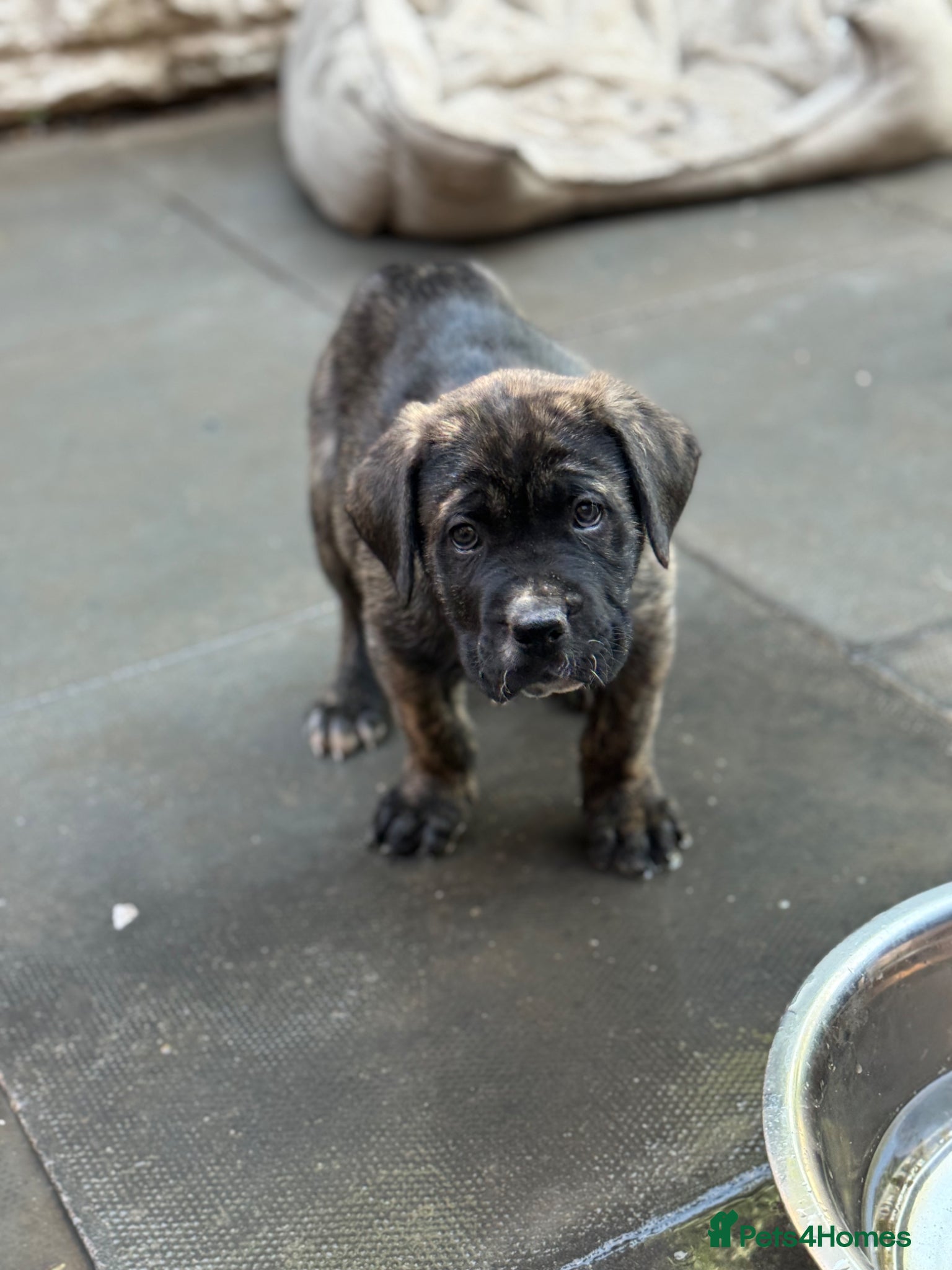 Presa Canario dogs Outstanding 🏆Champion Blood presa Canario pups!! - Advert 1